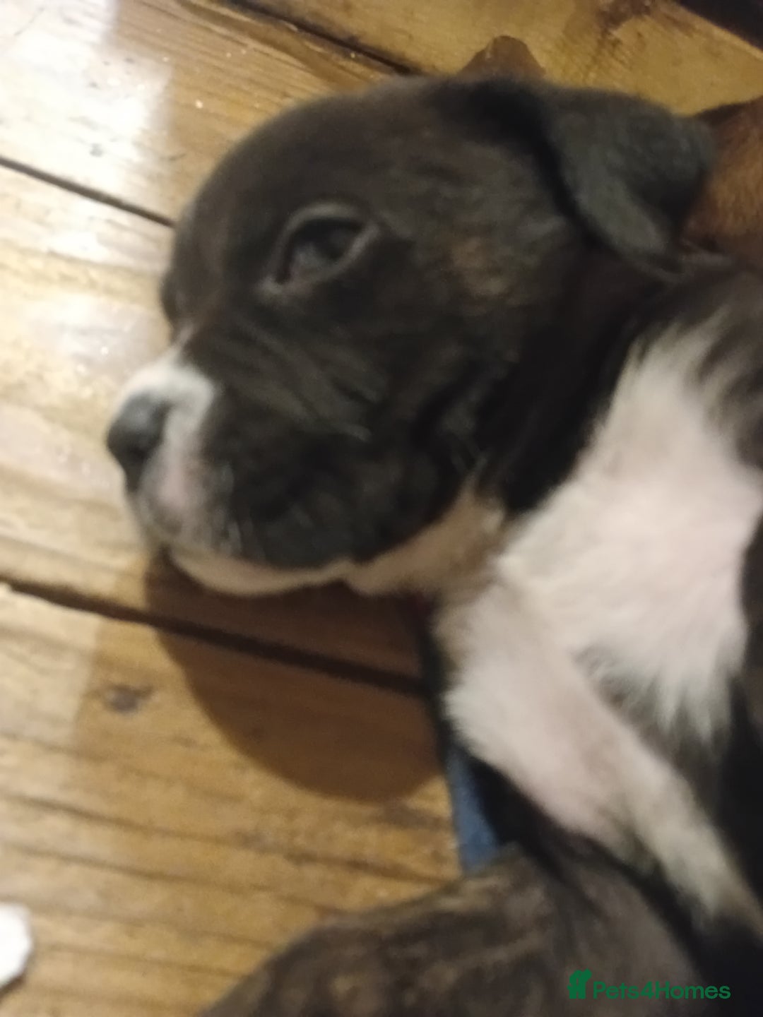 Mastiff dogs for sale: Mastiff pups - Advert 1