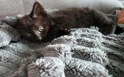 Mixed Breed cats for sale: Lovely little kitten girl - Image 5
