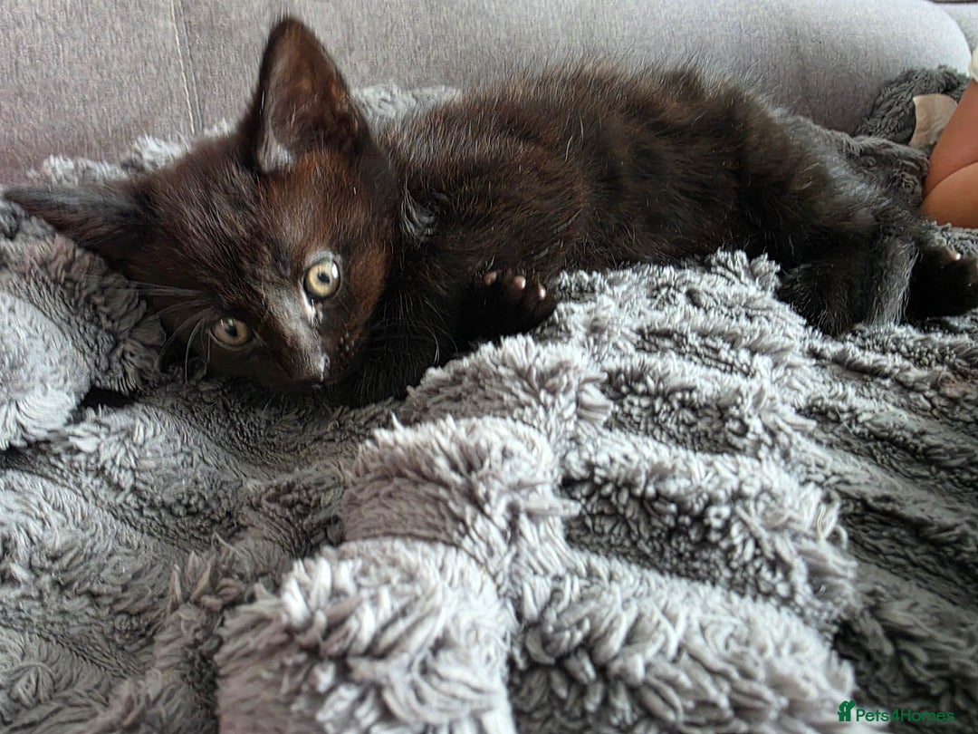 Mixed Breed cats for sale: Lovely little kitten girl - Image 5