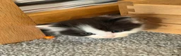 Mixed Breed cats for sale:  Gorgeous Ragdoll-Mix Kittens – 9 Weeks Old - Advert 7