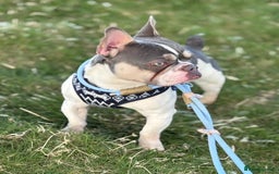 French Bulldog dogs for sale: Still looking for a new home RFG health tested boy - Image 12