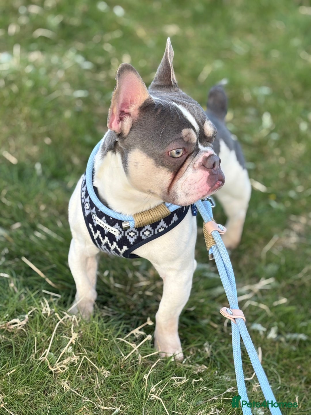French Bulldog dogs for sale: Still looking for a new home RFG health tested boy - Image 12