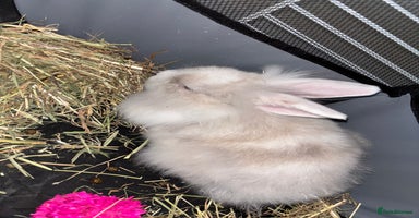 Mini Lop rabbits - Advert 1