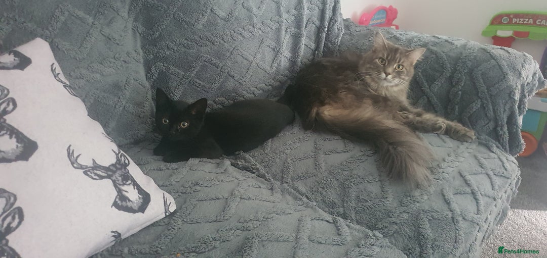 Maine Coon cats for sale: FEMALE MAINCOONE AND BRITISH SHORT HAIR CROSS - Image 5