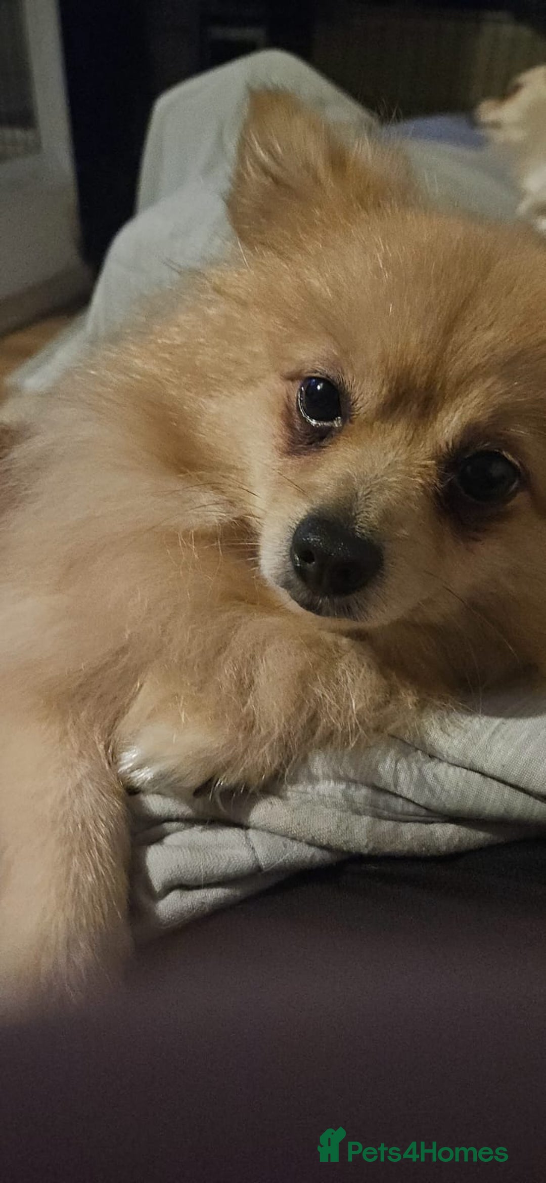 Pomchi dogs for sale: 🐻 Fluffy Rainbow Pomchis 🌈 - Advert 9