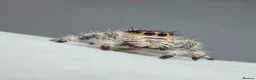 Spiders invertebrates for sale: Jumping spiders - Advert 2