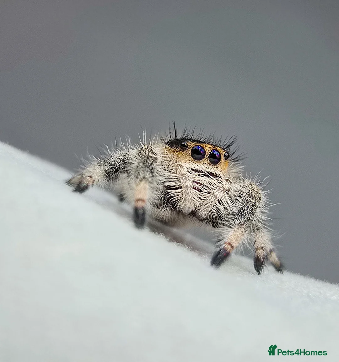 Spiders invertebrates for sale: Jumping spiders - Advert 2