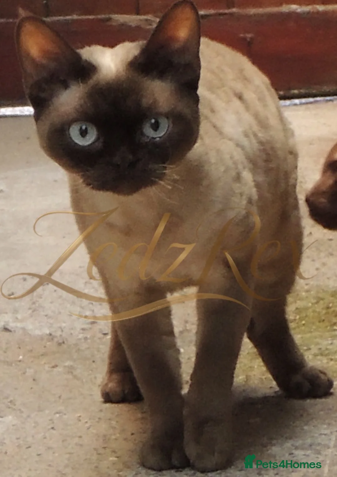 Devon Rex cats for sale: Loving home wanted for retired breeding queen - Advert 6