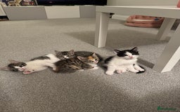 Oriental cats for sale: 4 beautiful kittens  - Image 7