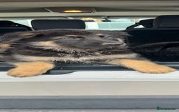 German Shepherd dogs for sale: German Shepherds. 2 left to go.. - Image 6