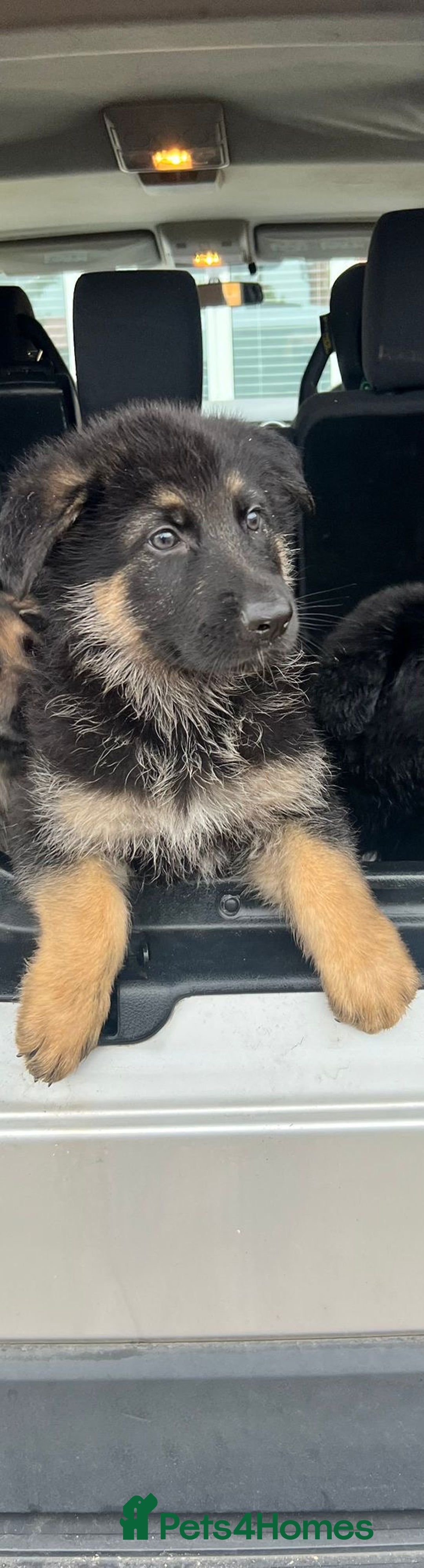 German Shepherd dogs for sale: German Shepherds. 2 left to go.. - Image 6