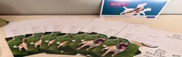 French Bulldog dogs for sale: Reduced 4 fluffy frenches both injections. - Advert 7