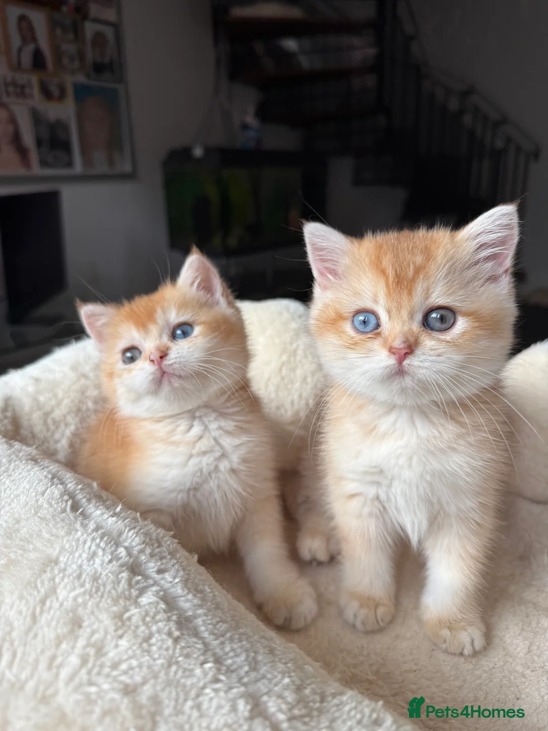 British Shorthair cats for sale: GCCF reg BSH Last Black Golden Female Kitten - Advert 20