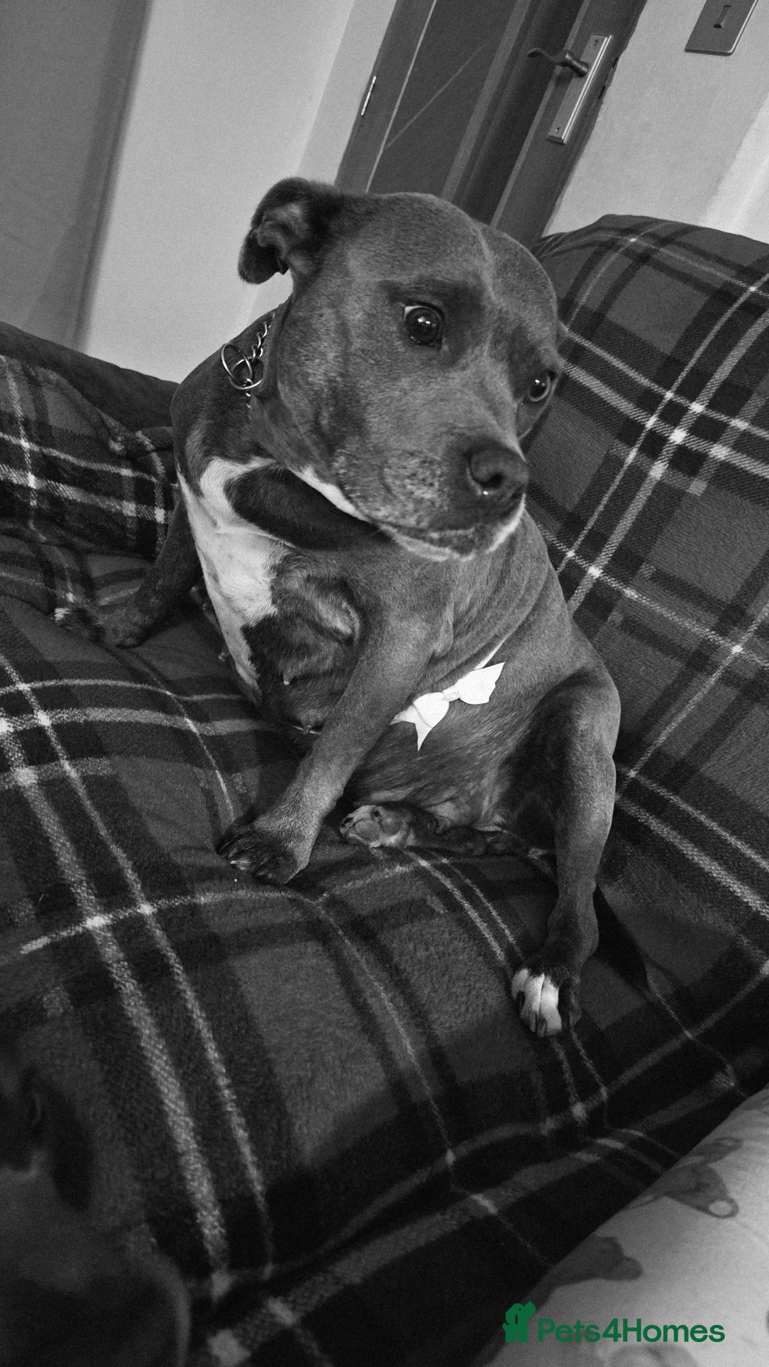 Staffordshire Bull Terrier dogs for sale: Blue staffordshire bull terrier - Advert 8