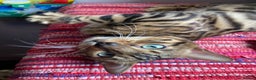 Bengal cats for sale: Loving 1year old male bengal - Advert 1