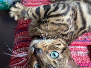 Bengal cats Loving 1year old male bengal - Advert 1