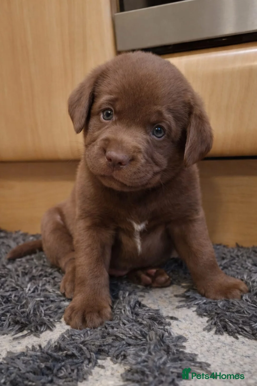 Labrador Retriever dogs for sale: Chocolate Labrador Retriever Puppies-Family Raised - Advert 31
