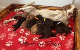 Cocker Spaniel dogs for sale: Outstanding KC Cocker Spaniel Puppies - Image 15