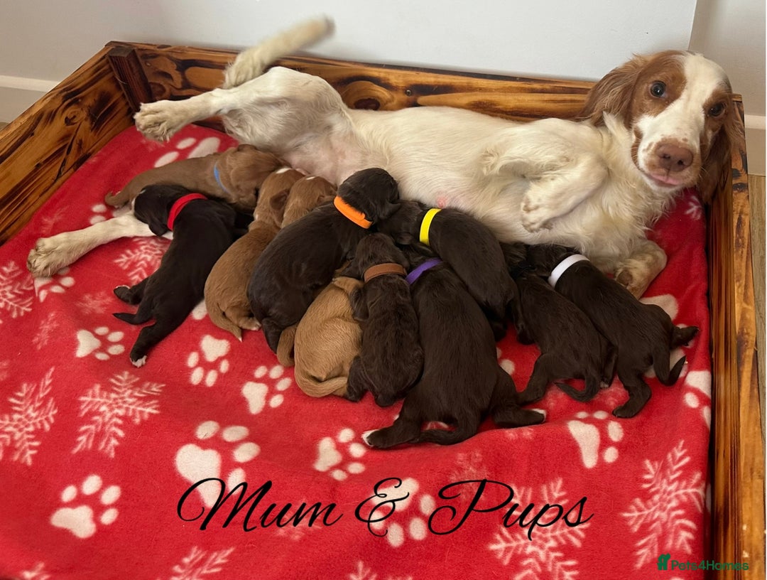 Cocker Spaniel dogs for sale: Outstanding KC Cocker Spaniel Puppies - Image 15