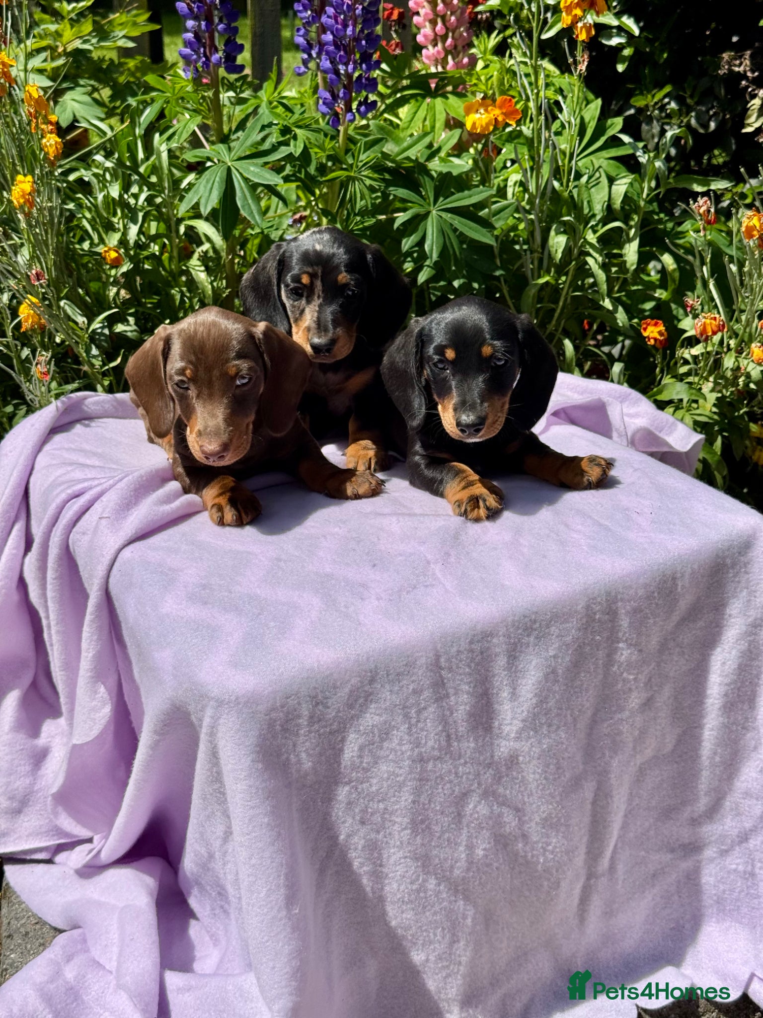 Miniature Dachshund dogs Boys kc reg dna tested mini dachshund puppies  - Advert 1