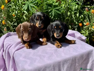 Miniature Dachshund dogs Boys kc reg dna tested mini dachshund puppies - Advert 1