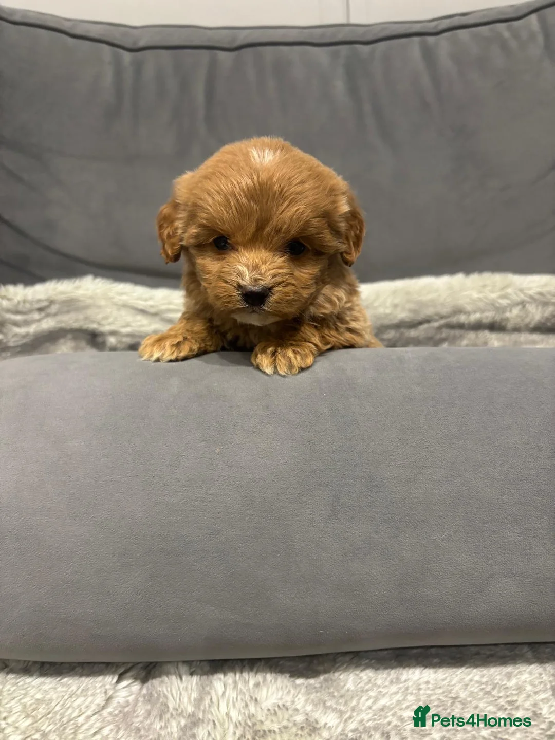 Cockapoo dogs for sale: F1 Cockapoos  - Advert 2