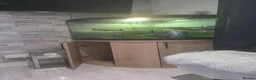 Turtle reptiles for sale: Mississipi Map Turtle - Advert 5
