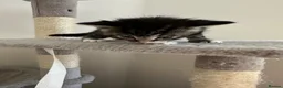 Mixed Breed cats for sale: 3 females ready in 4 weeks time. - Advert 15