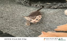 Mixed Breed cats for sale: Kittens  - Image 5
