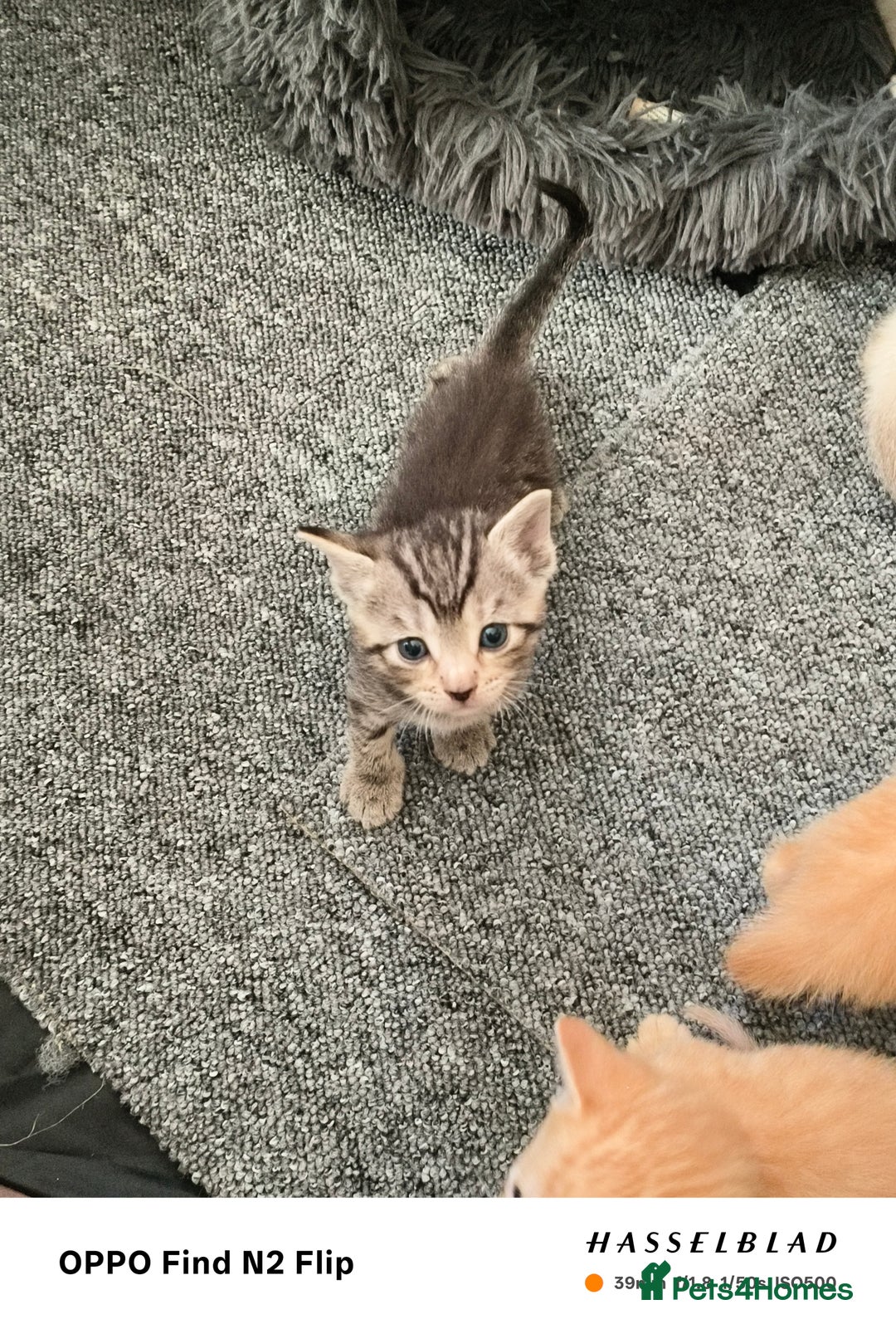 Mixed Breed cats for sale: Kittens  - Image 5
