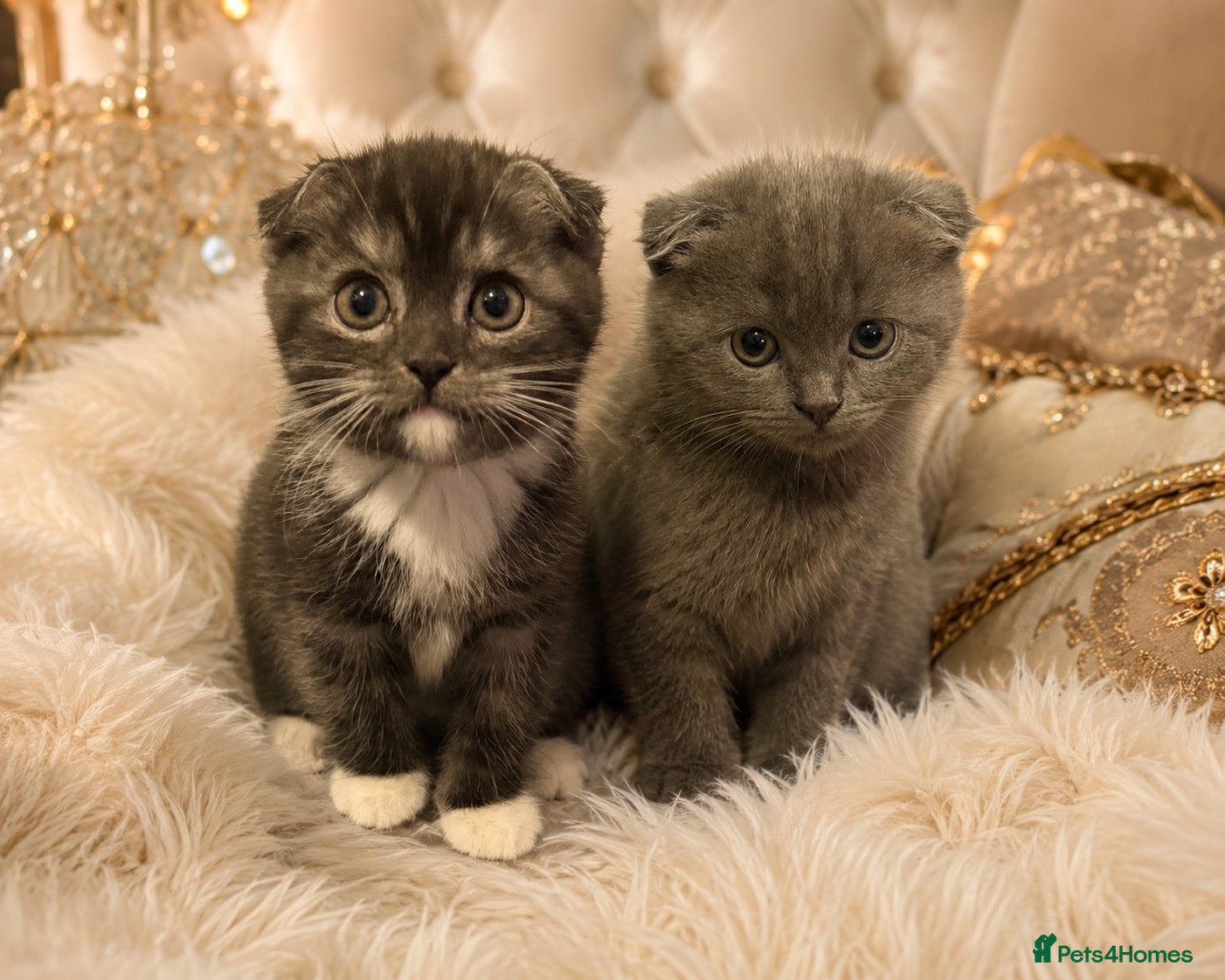Mixed Breed cats TODAYS OFFER £150‼️ - Advert 5