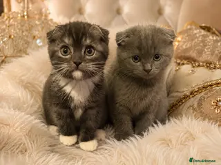 Mixed Breed cats TODAYS OFFER £150‼️ - Advert 5