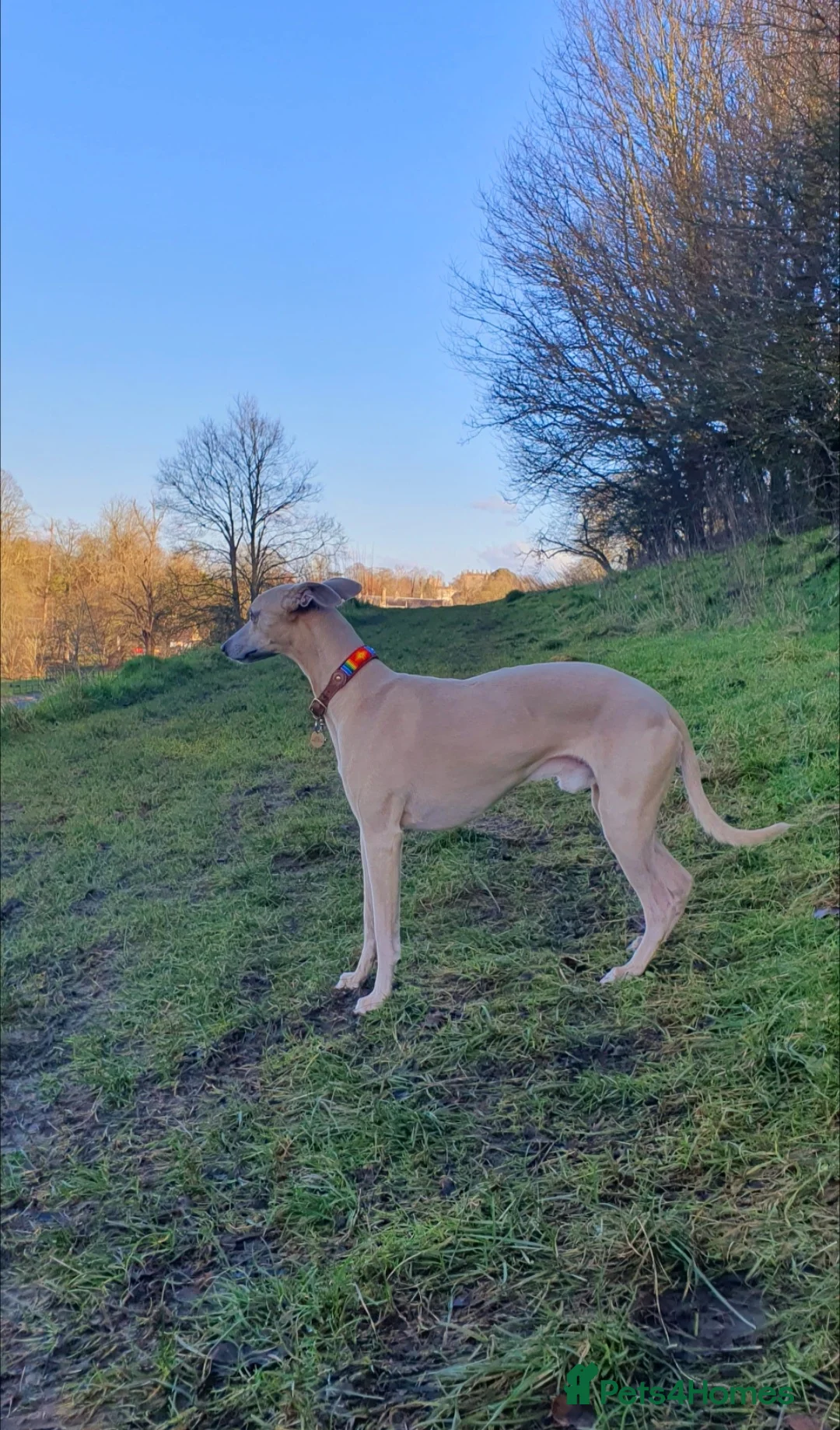 Whippet dogs for stud: Whippet for stud (KC reg; pedigree) Dorset. 20" in Sherborne - Advert 7