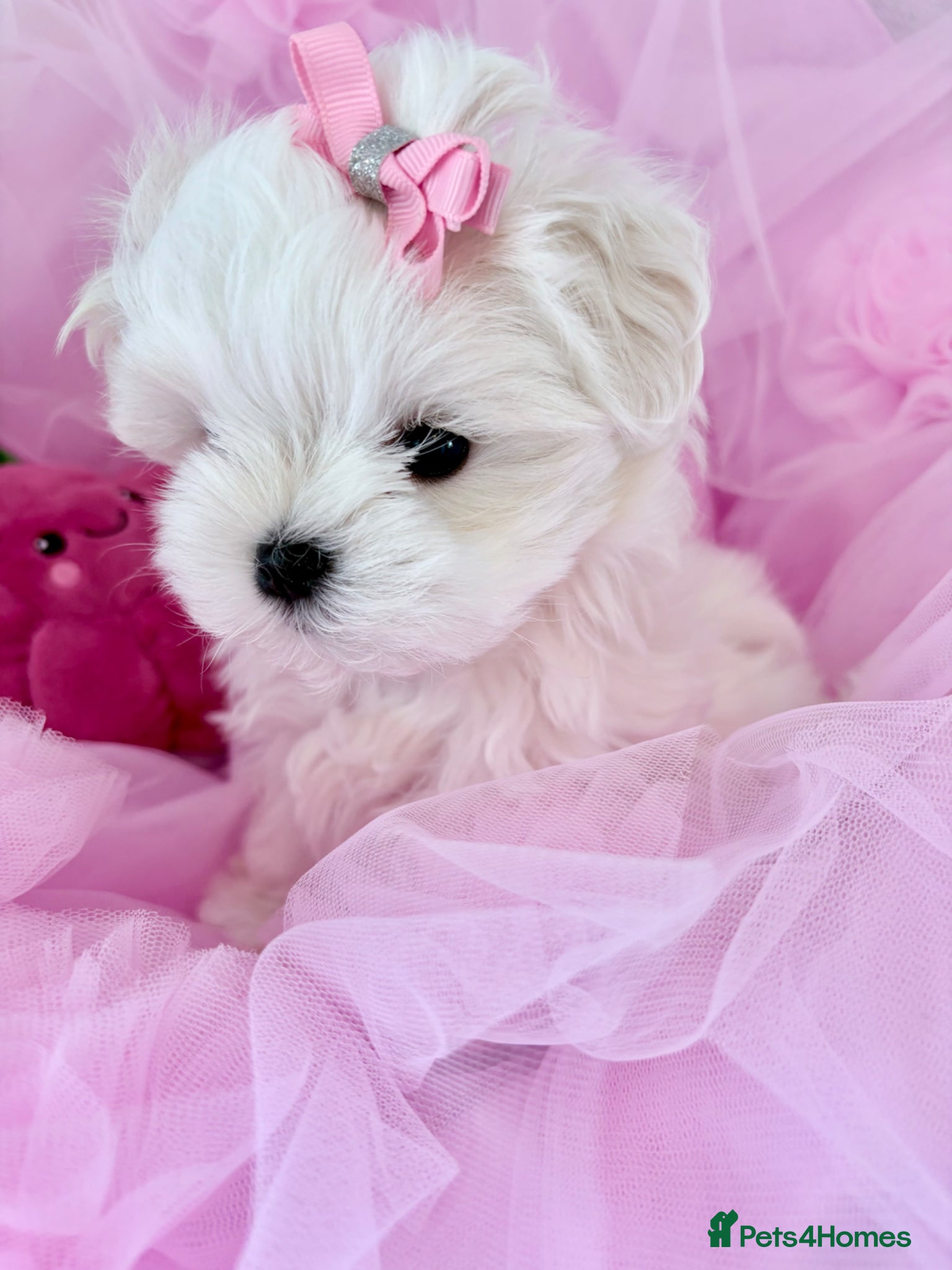 Maltese dogs 💗Gorgeous Korean baby girl 💗 - Advert 10