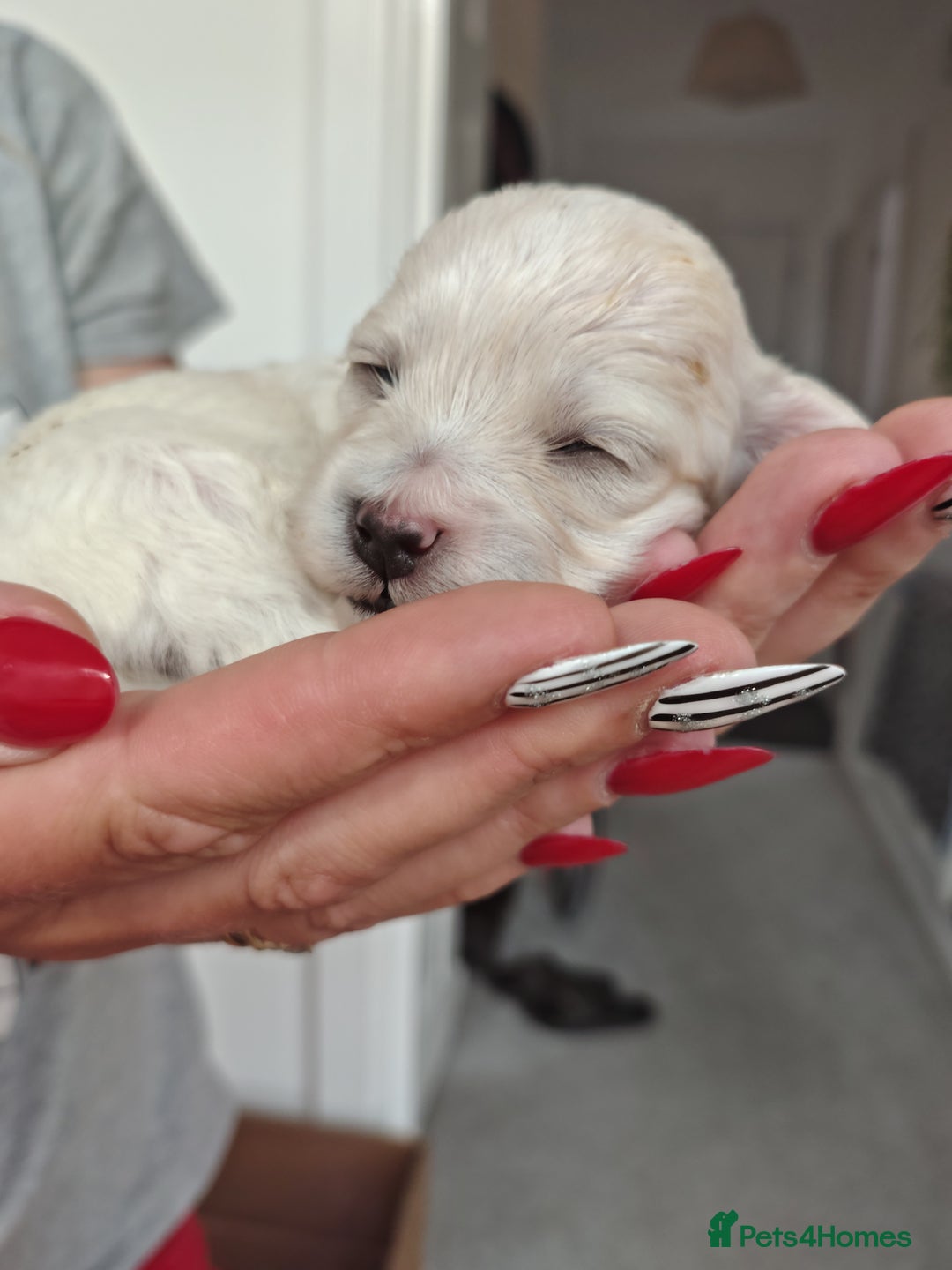 Maltipoo dogs for sale: Maltipoo  - Image 6