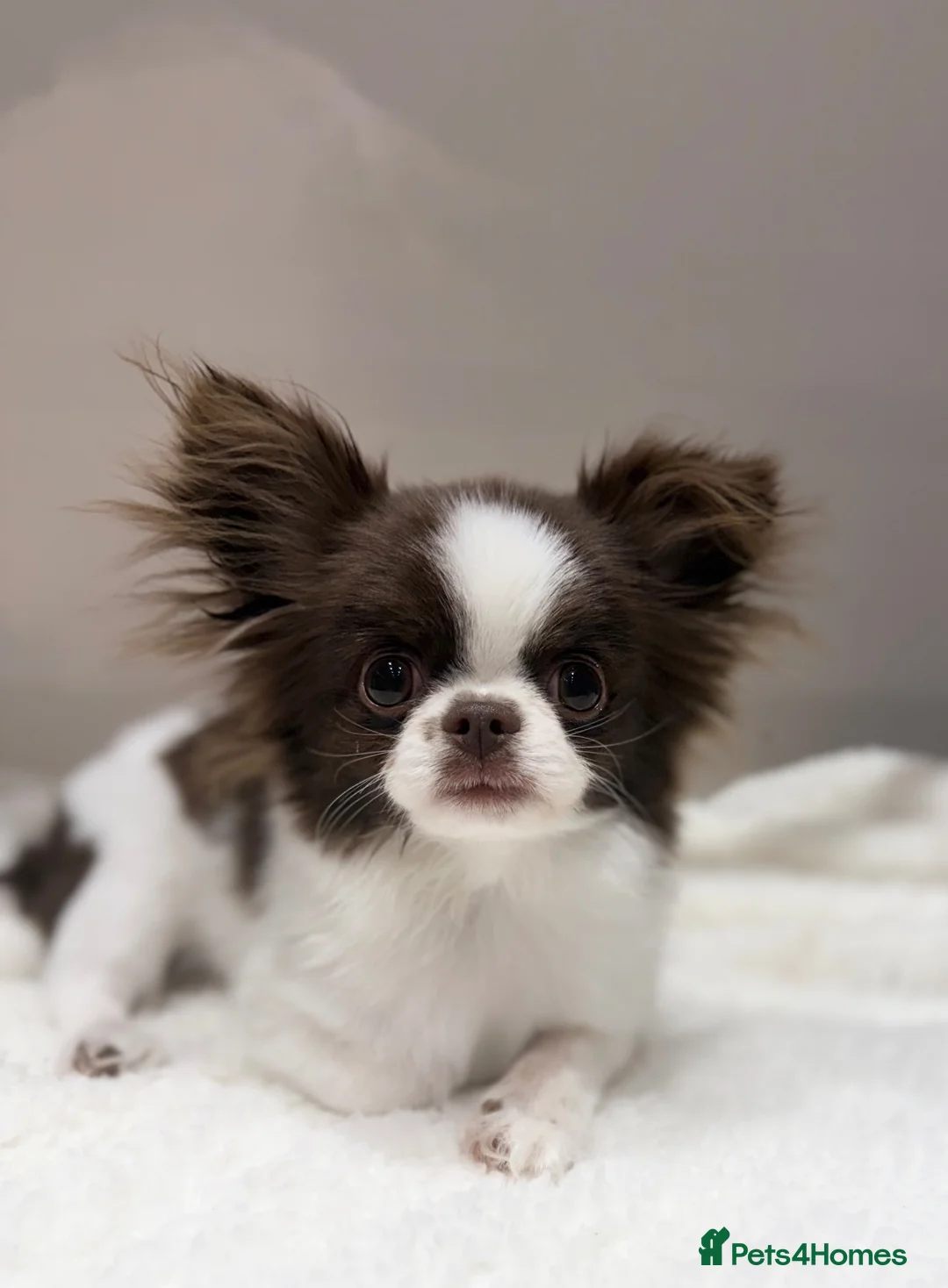 Chihuahua dogs for sale: KC Thai/Russian Long coat Boy  - Advert 1