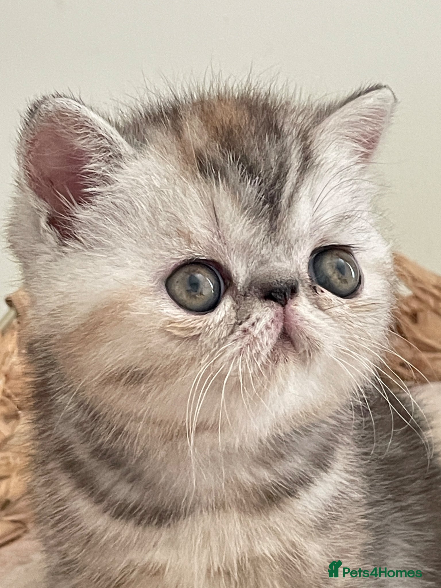 Exotic cats Gorgeous GCCF reg. kittens from Champions parents  - Advert 2
