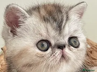 Exotic cats Gorgeous GCCF reg. kittens from Champions parents - Advert 17