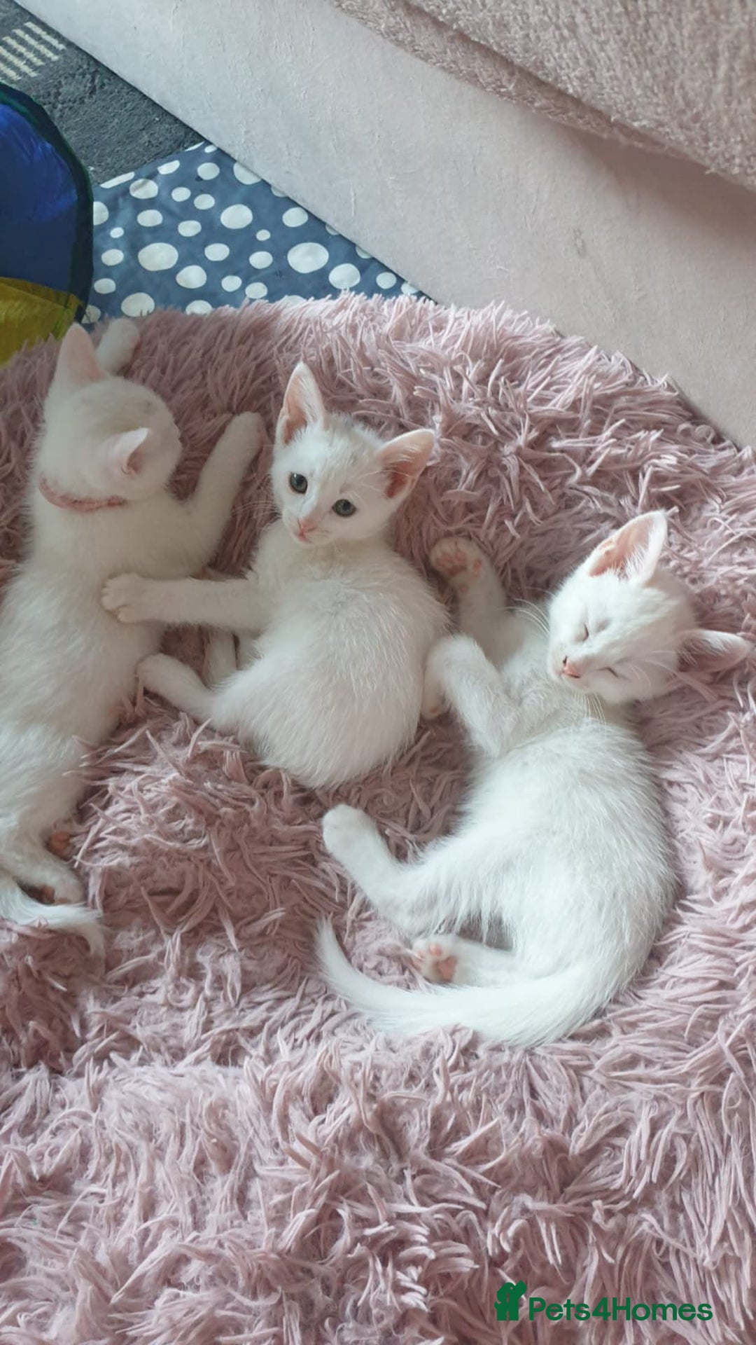 Turkish Angora cats for sale: Turkish angora cross Bengal  - Image 12