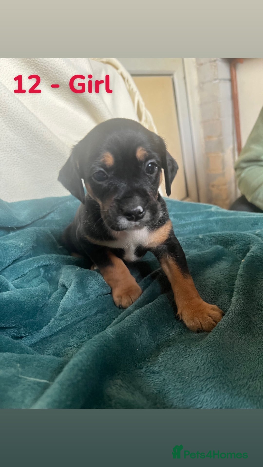 Mixed Breed dogs for sale: Old Tyme English Bulldog x Sproodle Puppies - Image 26