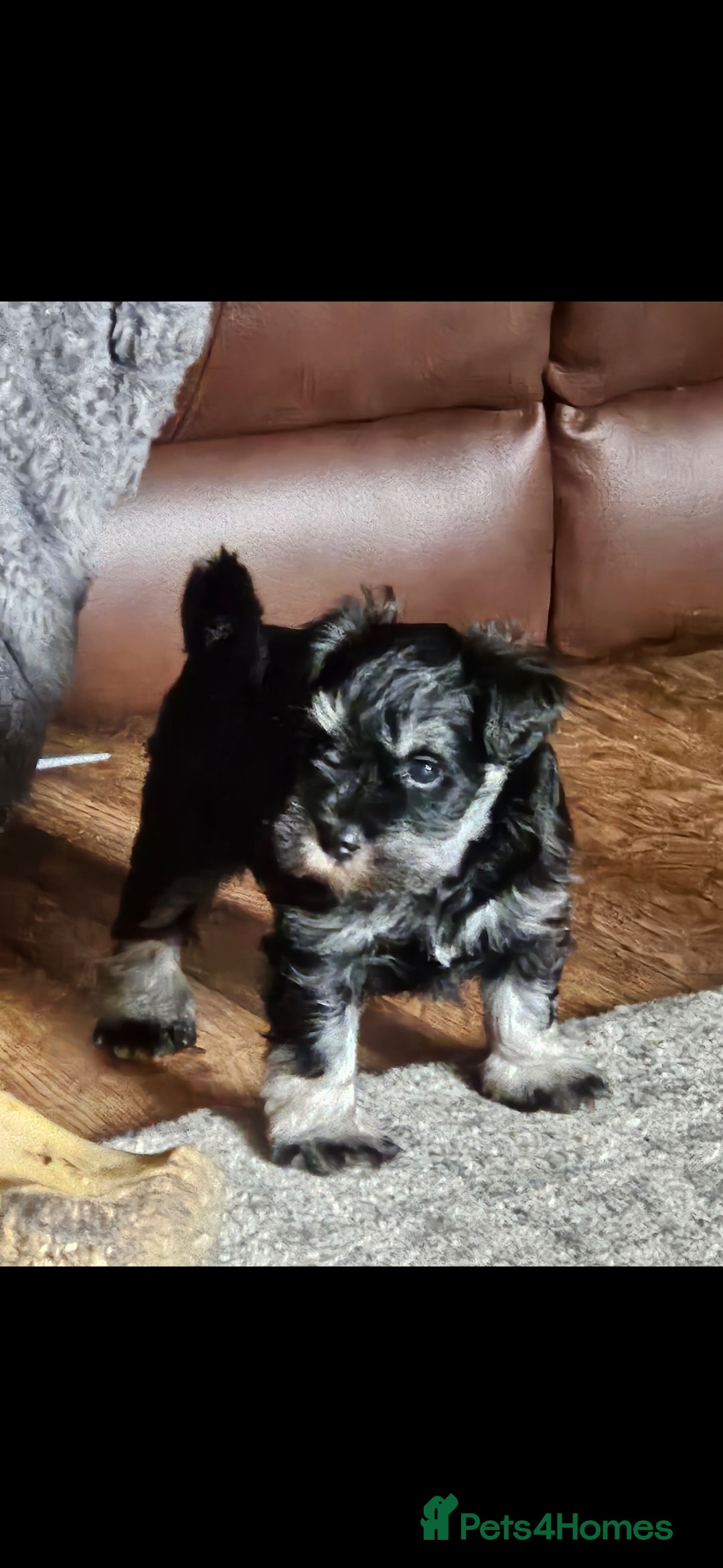 Miniature Schnauzer dogs for sale: Playful loving schnauzers - Image 11