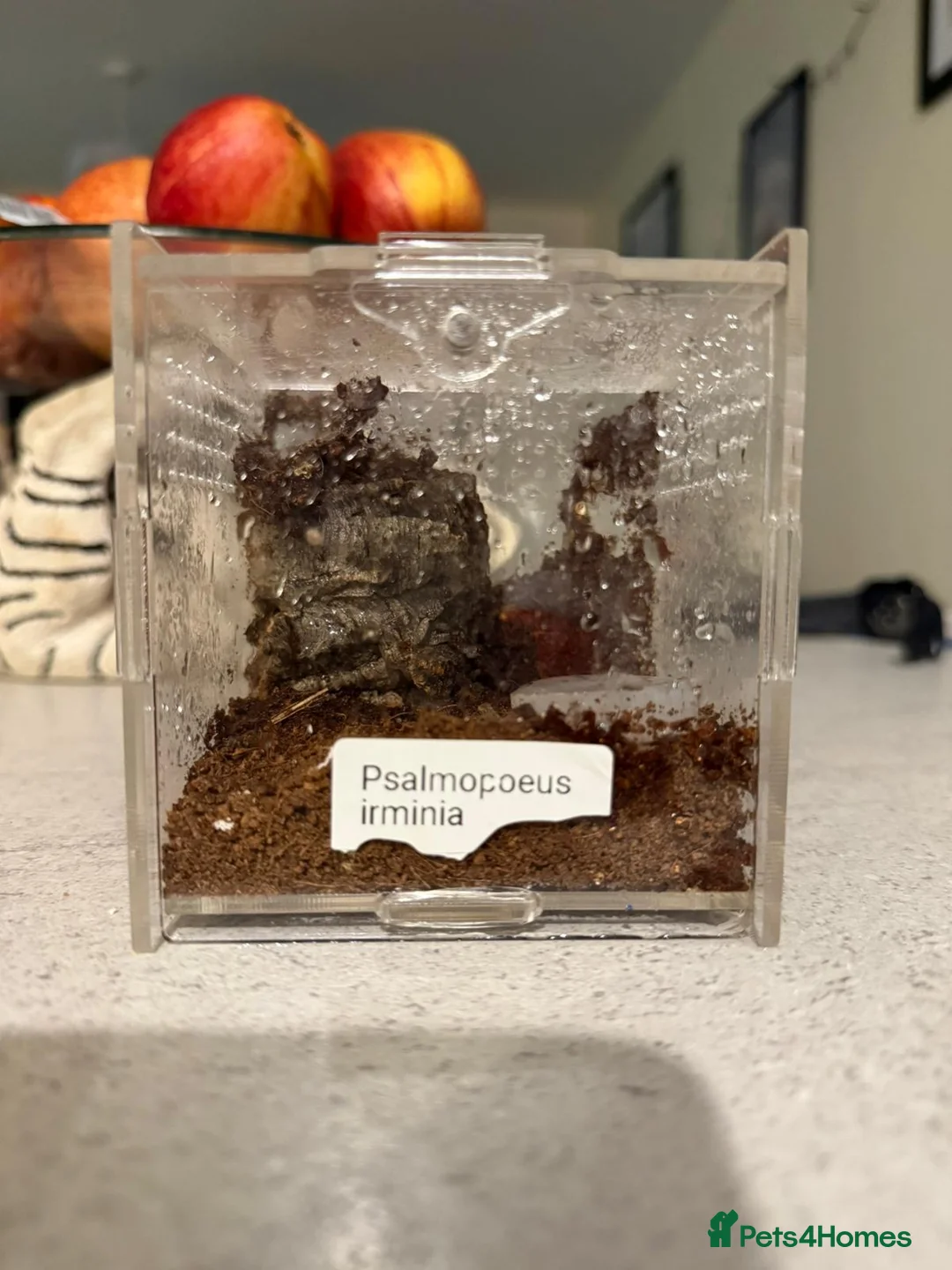 Tarantulas invertebrates for sale: Tarantulas with enclosures 4 sale. Collection Only - Advert 4