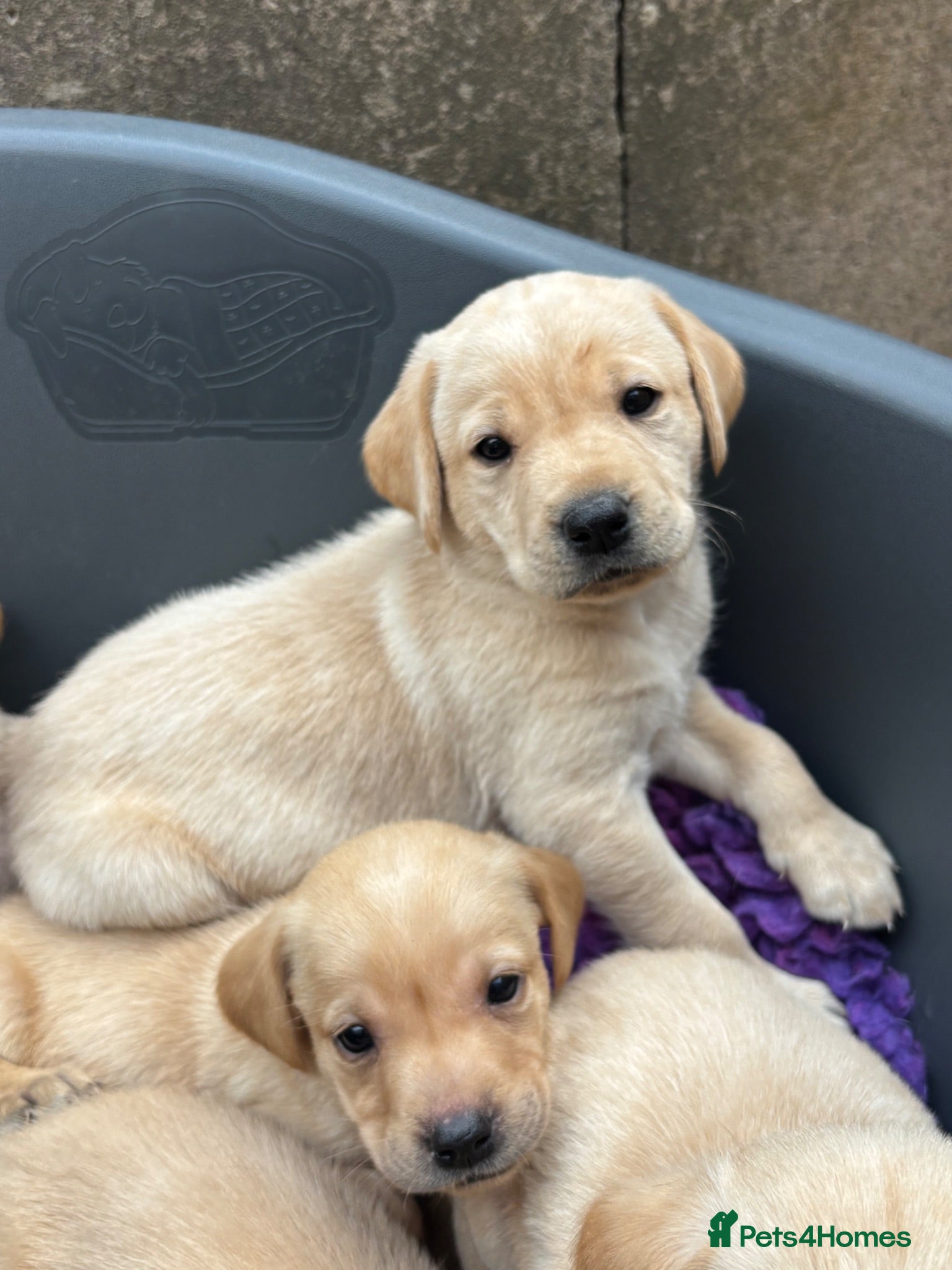 Labrador Retriever dogs Beautiful Labrador puppies  - Advert 1