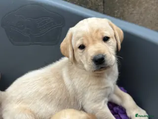 Labrador Retriever dogs Beautiful Labrador puppies - Advert 1