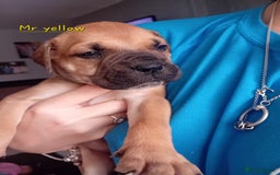 Mixed Breed dogs for sale: Bullmastiff X Puppies - Image 36
