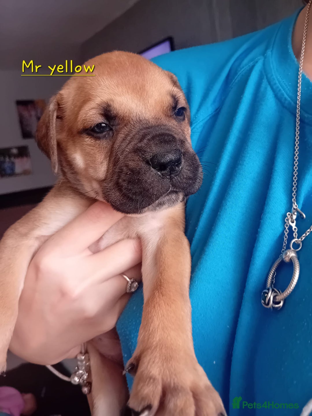 Mixed Breed dogs for sale: Bullmastiff X Puppies - Image 36