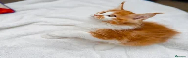 Maine Coon 6