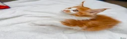 Maine Coon cats for sale: Pure breed beautiful main coon kitten  - Advert 9
