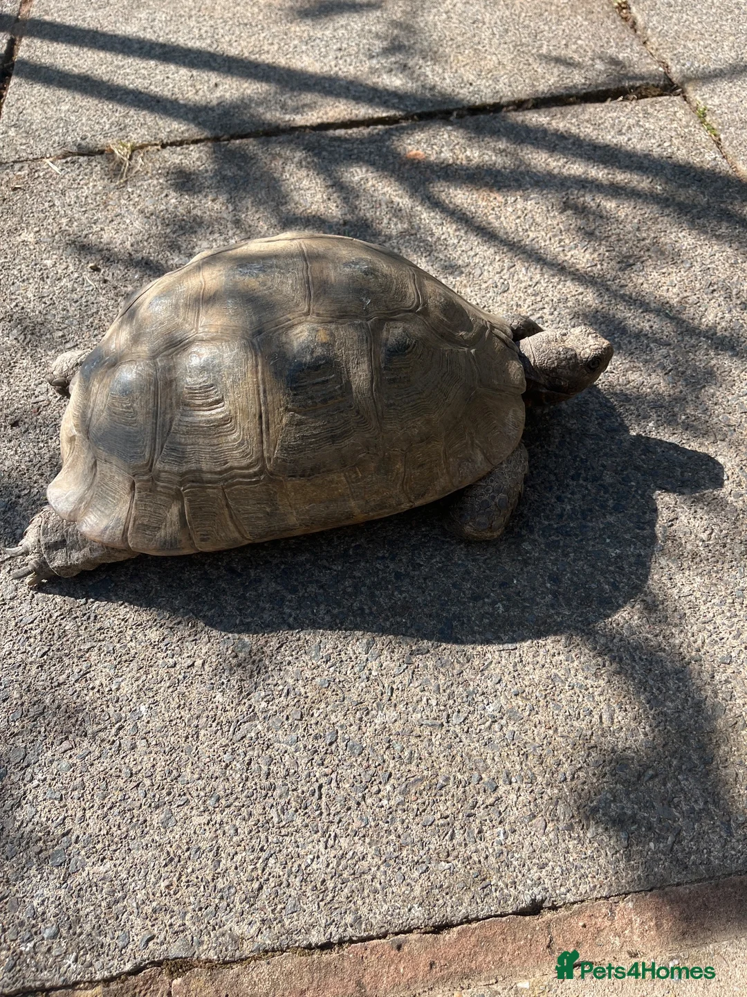 Tortoise reptiles for sale: Spur Thigh Female Tortoise - Advert 2