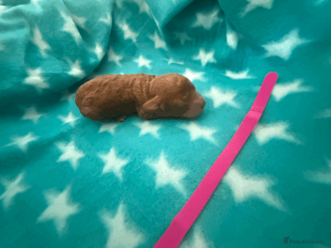 Labradoodle dogs for sale: Miniature Labradoodle F1BB Puppies - Image 10